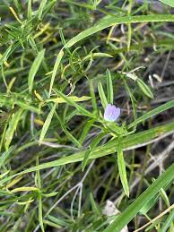 Image result for Pogonospermum divaricatum
