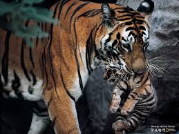 Wildlife Desktop Backgrounds Group 70 Best hd wallpapers of animals, desktop backgrounds for pc & mac, laptop, tablet, mobile phone. wildlife desktop backgrounds group 70