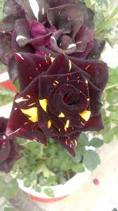 Check spelling or type a new query. File Unique Beautiful Flower Jpg Wikimedia Commons