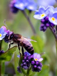 Excellent Daily Cutest Posts Follow Me For More Posts Best Pictures Fo Bees Bee Designer And Creator Of C Arilar Hayvanlar Bocek