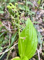 Image result for Eulophia stachyodes