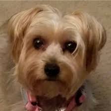 Lost pet found in Pimpama