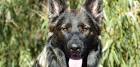 Alt-Ostland East German Shepherds - ddr-k9