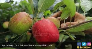 Wajah manusia sering dijadikan sebagai. Manfaat Buah Apel Untuk Si Kecil Jpnn Com