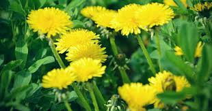 Come already brewed and prepackaged by the supplier in bottles or cans for convenience. How To Grow Dandelions For Greens Roots Flowers Gardener S Path