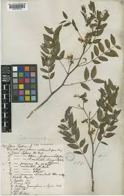 Image result for Senna sophera