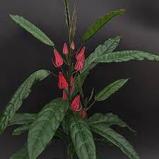 Image result for Pavonia