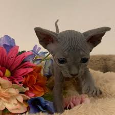 Pet kittens for sale is the best place to shop for your kitten and cat needs. Hairless Cats For Sale Near Me In 2020 Cute Hairless Cat Hairless Cat Hairless Cats For Sale