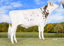 The site owner hides the web page description. Steno Red Masterrind