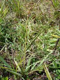 Image result for Fimbristylis dichotoma