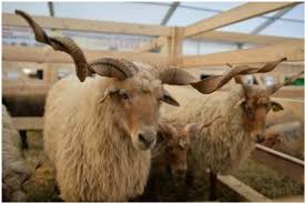 Subventii ovine 2017 cand se fac platile. Oficial Apia Cum BeneficiaÈi De O SubvenÈie Apia De 87 De Euro La Ovine Èi 200 De Euro La Bovine Agroinfo Ro