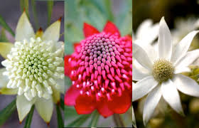 We did not find results for: Sydney Markets Walk On The Wild Side Craig Scott On The Beauty And Versatility Of Australian Native Flowers