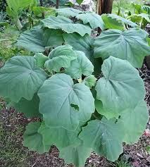 Image result for Roldana