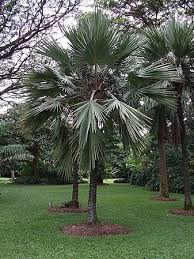 Image result for Latania loddigesii