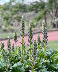 Image result for Aeollanthus ukamensis