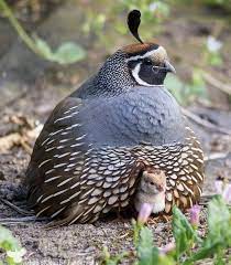 150 California Quail Ideas In 2021 Quail Pet Birds Beautiful Birds