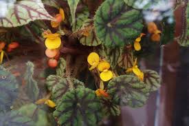 Image result for Begonia quadrialata