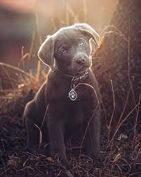 susser welpenblick labrador hintergrundbilder hunde hundebilder labrador
