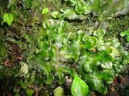 Image result for Hedythyrsus thamnoideus
