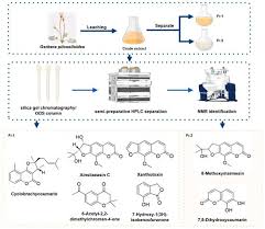 Image result for Gerbera piloselloides