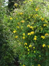 We did not find results for: Clematis Orientalis Bill Mckenzie Friedrich M Westphal Clematiskulturen