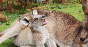 Many of the animals in australia are unique, and a lot of them are considered dangerous. Top 5 Coolest Australian Animals You May Not Have Heard Of Santa Fe Relocation