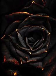 Black And Gold Flowers Rose Gardening Black Flowers Black Rose Rose