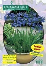 Afrikaanse Lelie Agapanthus White Triumphator Zomerbloeier 12 Stuks Met Afbeeldingen Afrikaanse Lelie Lelie Afrikaans