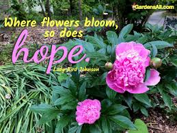 They are the hieroglyphics of angels, loved by all men for the beauty of their character. Peonies A Fragrant Late Spring Flower To Last And Love Flowers Spring Flowers Most Popular Flowers
