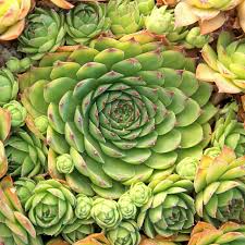 Image result for Thesium singulare