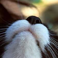 Not By The Hair Of My Chinny Chin Chin Gif Not By The Hair Of My Chinny Chin Chin Cats Cat Nose Crazy Cats