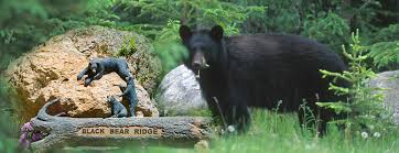 Black bear cabin is your summer home for exploring the sites and attractions of the keweenaw. Beautiful Cabins In Pigeon Forge Black Bear Ridge Resort