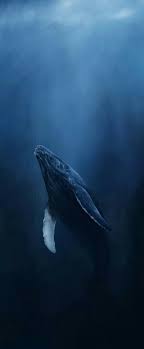 Beautiful Whale Ozean Kreaturen Meerestiere Wassertiere