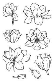 Magnolia Flower Drawing Flower Sketches Flower Art