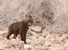 Namibia Who Says Hyenas Aren T Cute Hyena Endangered Animals Cute