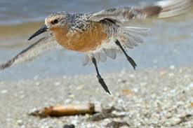 Pin On In Flight