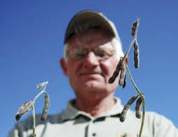 Farmers search for 5-bean pods