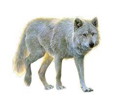 Wolves Of The Wild R 1 Png Animated Animals Animals Images Animals