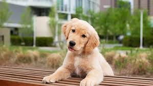 All goldens are being cared for in the private homes of foster volunteers. Puppies Cute Pictures Facts And Tips For Adoption Dogtime