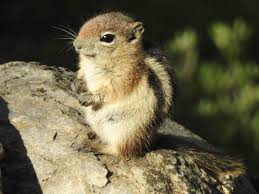 The ground squirrels are members of the squirrel family of rodents (sciuridae), which generally live on or in the ground, rather than trees. Science Story July 2020 Rocky Mountain Biological Laboratory