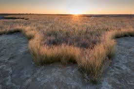 Image result for Sporobolus spicatus