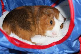 The story of the three little pigs featured here has been adapted from different sources and from childhood memory. 10 Tricks To Get Your Guinea Pig Out Of His Cage More And Interacting With Your Family A Family Lifestyle Food Blog