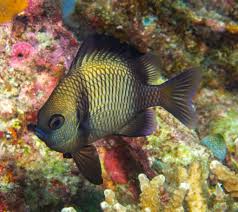 Image result for Dichilus