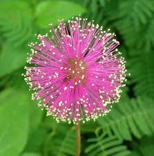 Image result for Mimosa pudica