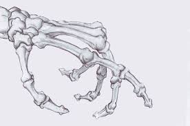 Skeleton Hand Skeleton Drawings How To Draw Hands Skulls Drawing