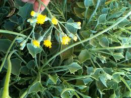 Image result for Senecio oxyriifolius