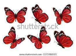 Butterfly png you can download 36 free butterfly png images. Beautiful Butterfly Images Red Butterfly Clipart Stunning Free Transparent Png Clipart Images Free Download