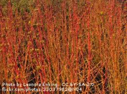 We did not find results for: Dogwood Midwinter Fire Cornus Sanguinea Midwinter Fire Hedging Plants Trees Shrubs And Conifers