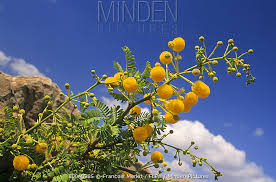 Image result for Acacia grandicornuta