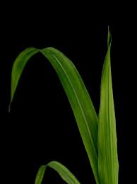 We did not find results for: Universitat Dusseldorf Possible Explanation For More Efficient Maize Growth